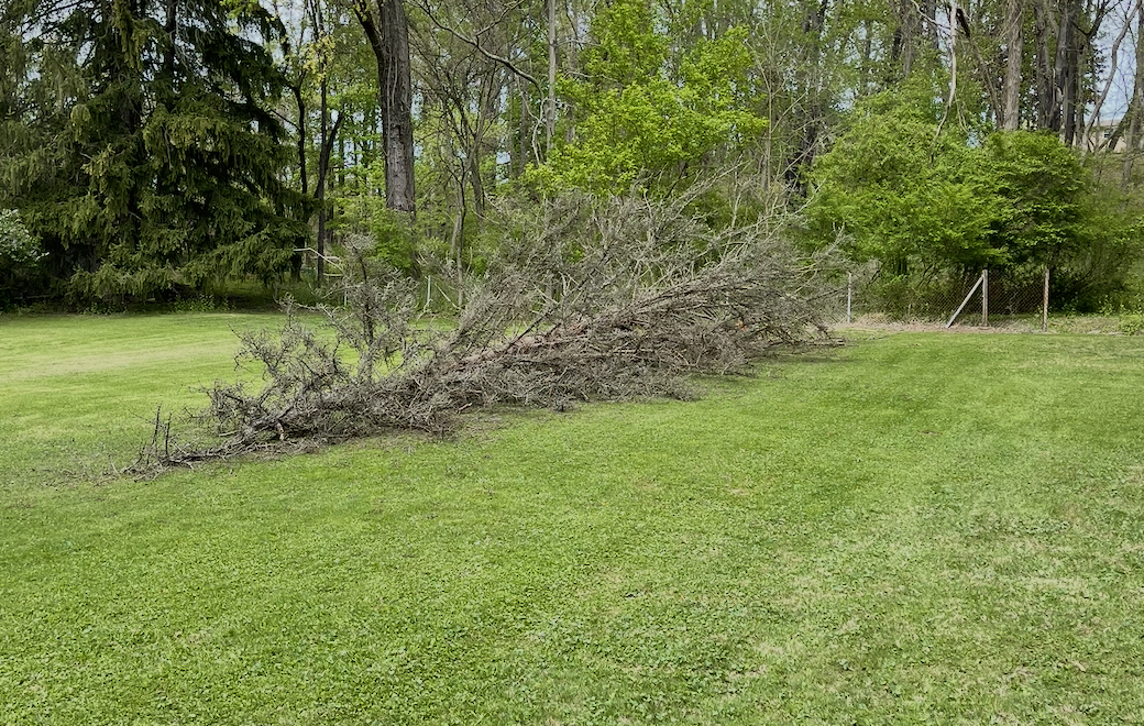 Tree Removal